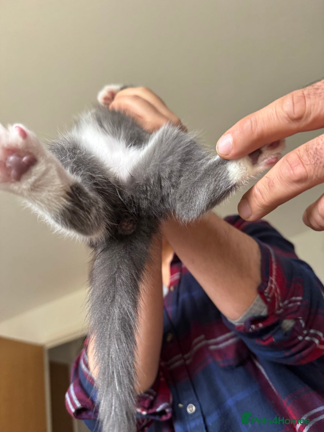 British Shorthair cats for sale: It’s a British short hair  - Image 31
