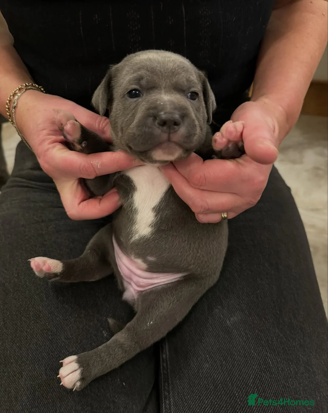 Staffordshire Bull Terrier dogs for sale: Beautiful  Puppies for sale  in Glasgow - Advert 2