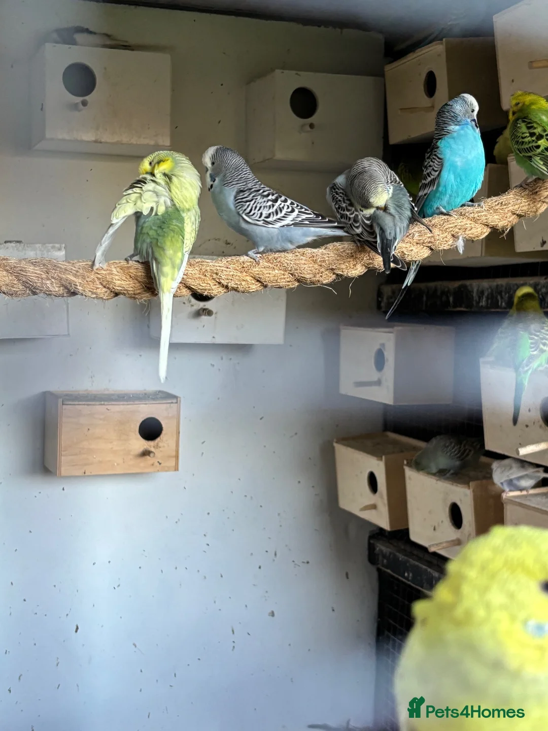 Budgerigars birds for sale: Budgies for sale  - Advert 2