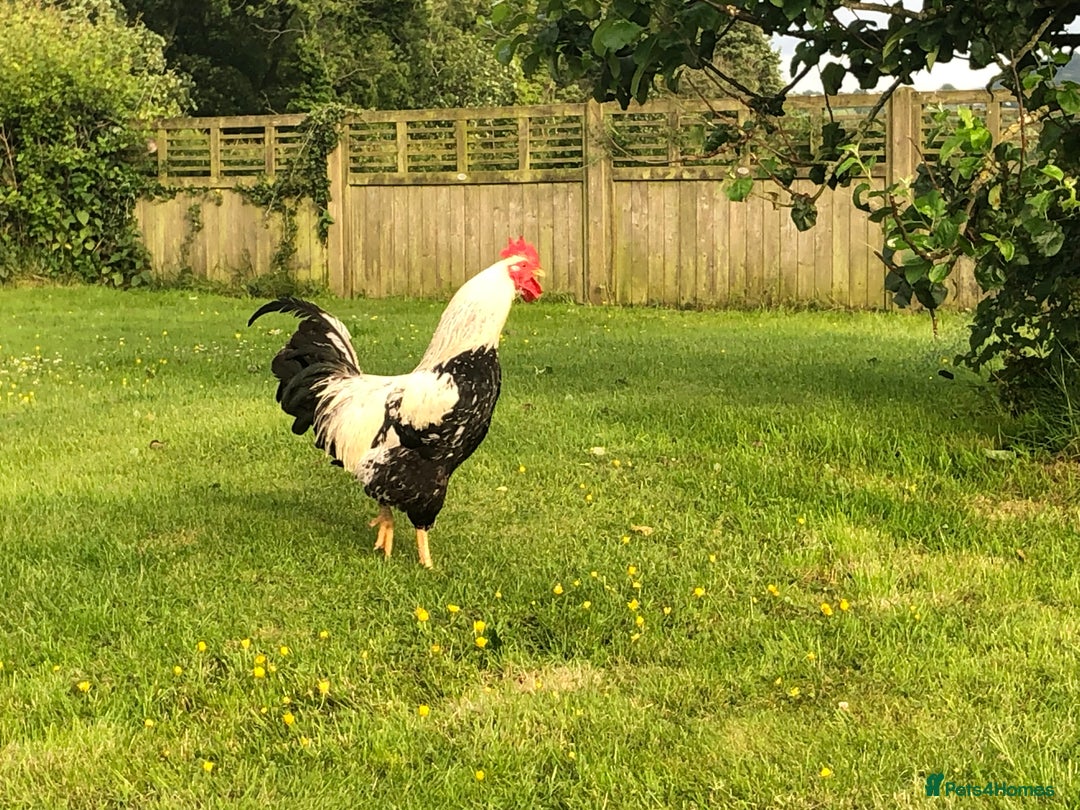 Chickens poultry for sale: Pure bred silver duck wing wellsummer - Image 3