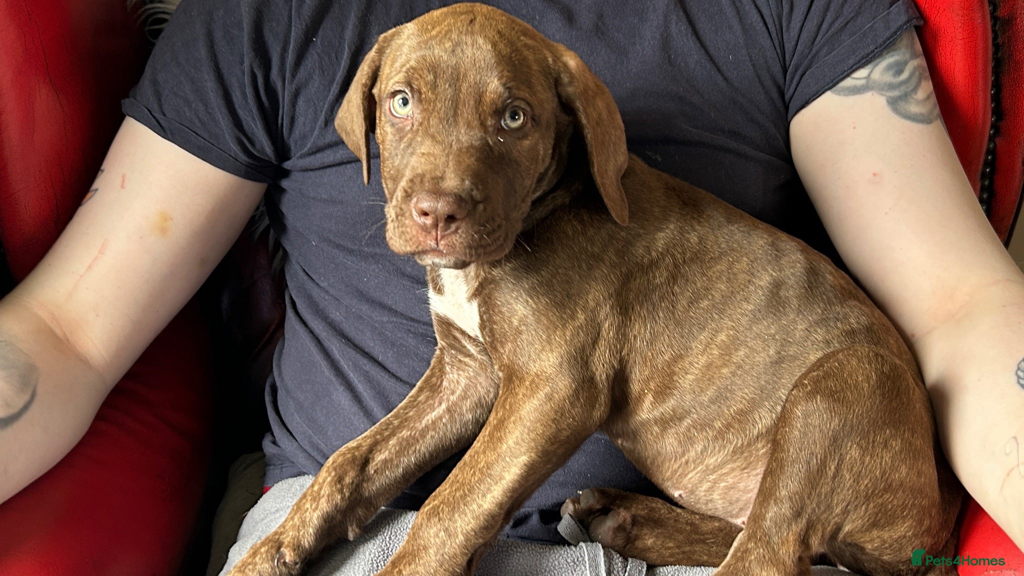 Mixed Breed dogs 3 aborable pups looking for there forever homes  - Advert 17