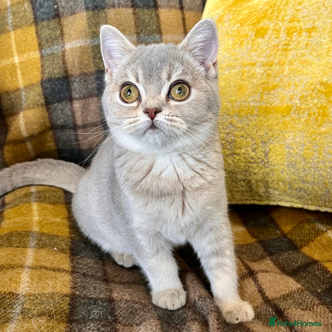 British Shorthair cats for sale: Blue Golden British Shorthair Female - Advert 4