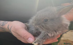 Mini Lop rabbits for sale: A Mix of Mini lop and Mini Lion Lop - Image 16