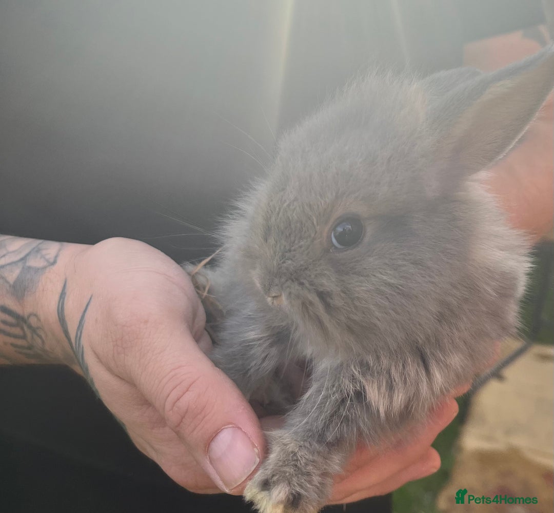 Mini Lop rabbits for sale: A Mix of Mini lop and Mini Lion Lop - Image 16