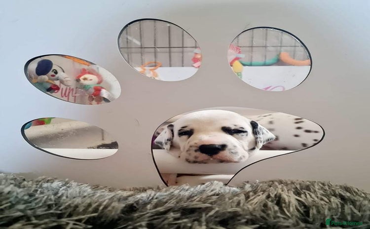Dalmatian dogs - Advert 2