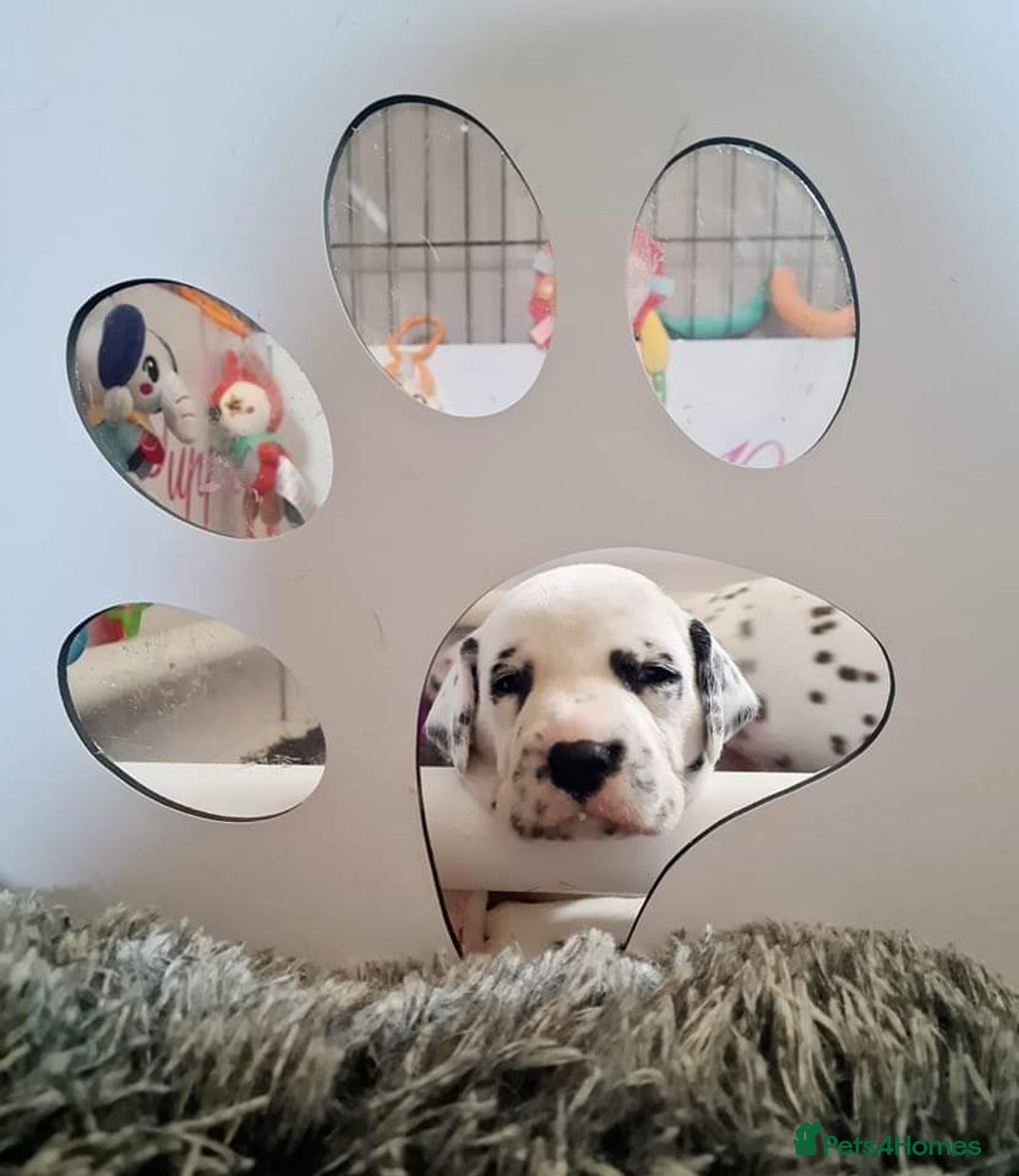 Dalmatian dogs for sale: Beautiful Dalmatian Puppies - Image 1