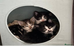 Mixed Breed cats for sale: Kittens - £25- Mid Wales - Image 1