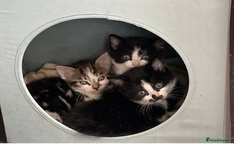 Mixed Breed cats - Advert 1