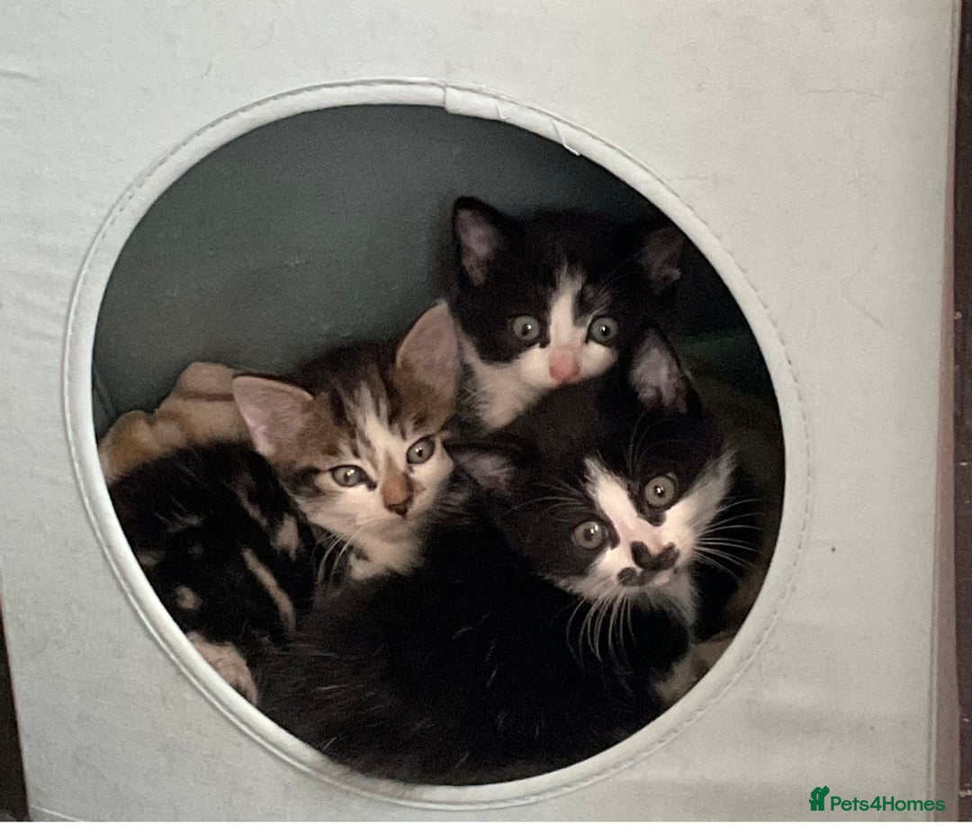 Mixed Breed cats for sale: Kittens - £25- Mid Wales - Image 1