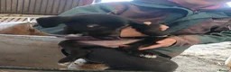 Mixed Breed dogs for sale: Huntaway x collie  in Llangammarch Wells - Advert 8