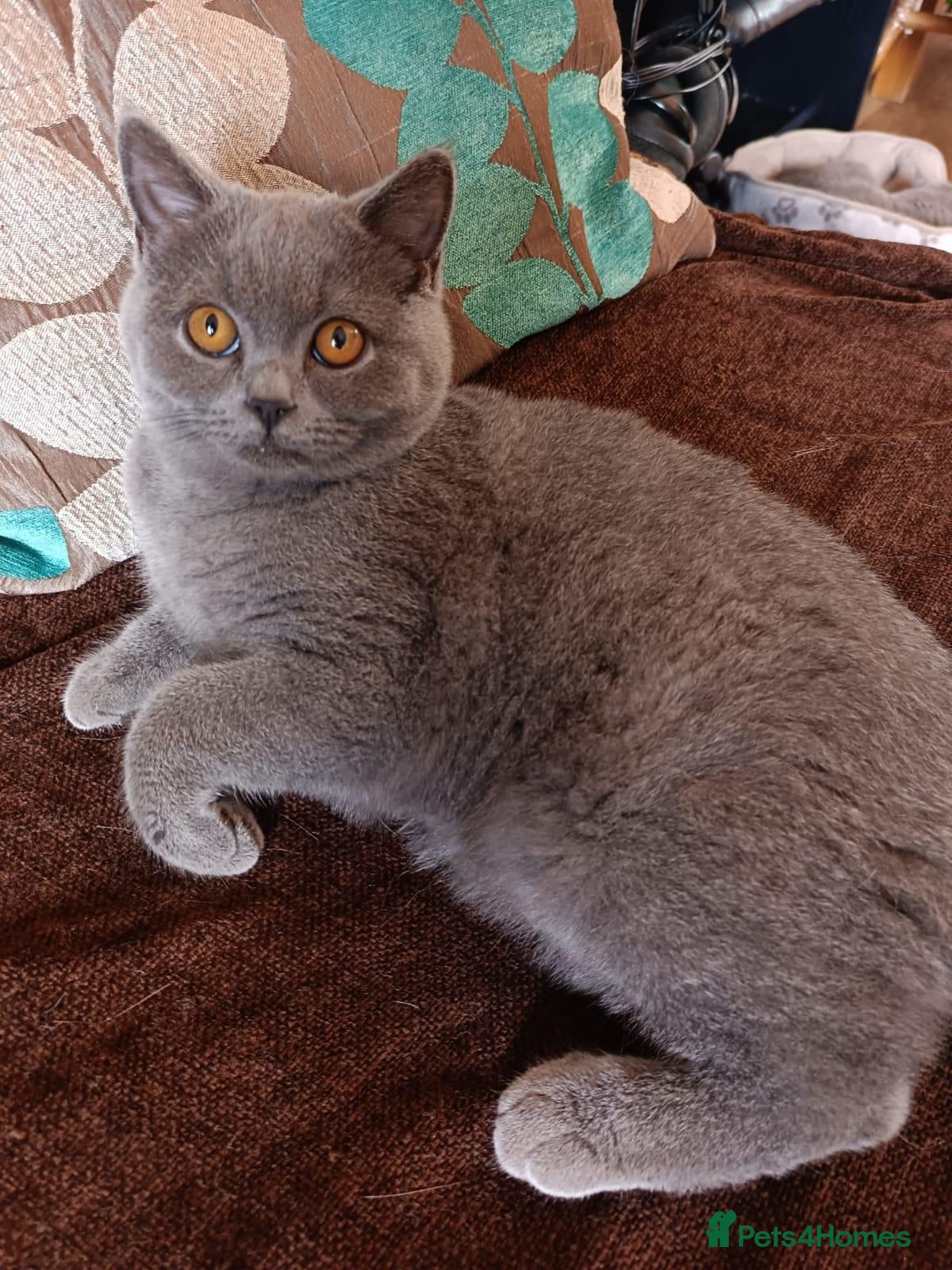 British Shorthair cats Blue British shorthairs kittens with GCCFpedigree - Advert 2