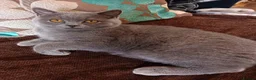 British Shorthair cats for sale: Blue British shorthairs kittens with GCCFpedigree - Advert 1