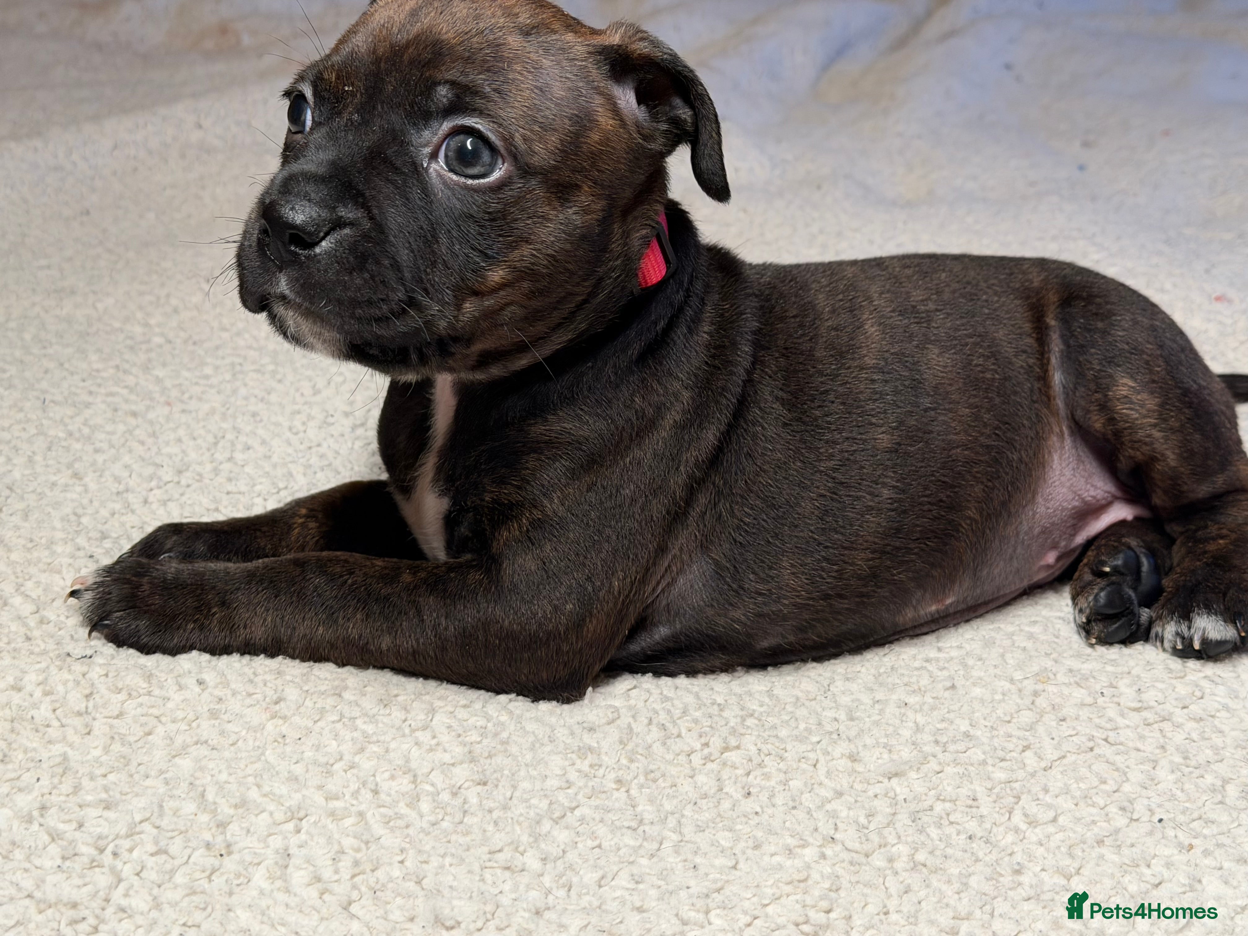 Mixed Breed dogs Brindle Female Staffy Puppy - Advert 13