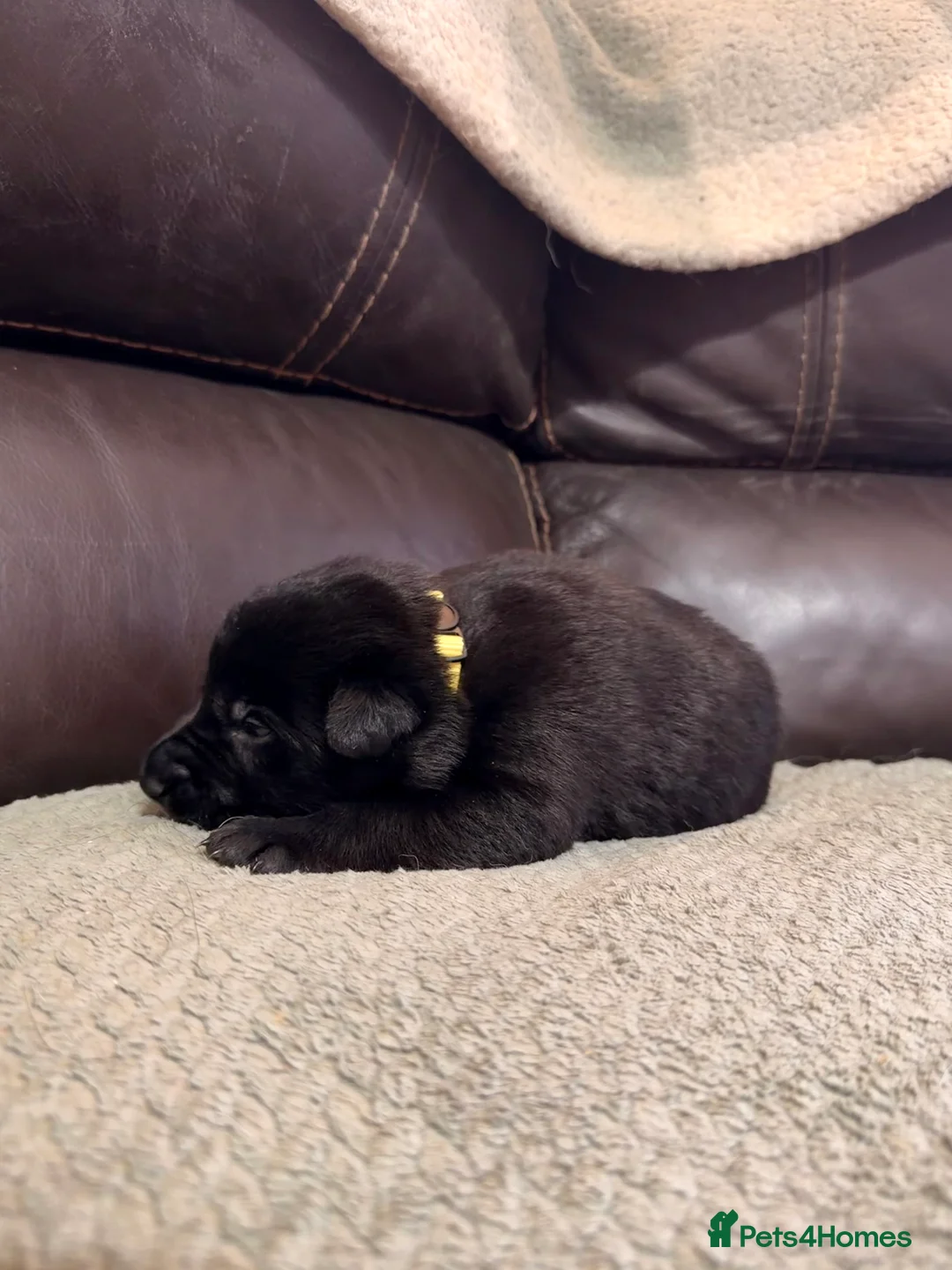 Mixed Breed dogs for sale: German shepherd x border collie (Shollie) - Advert 13