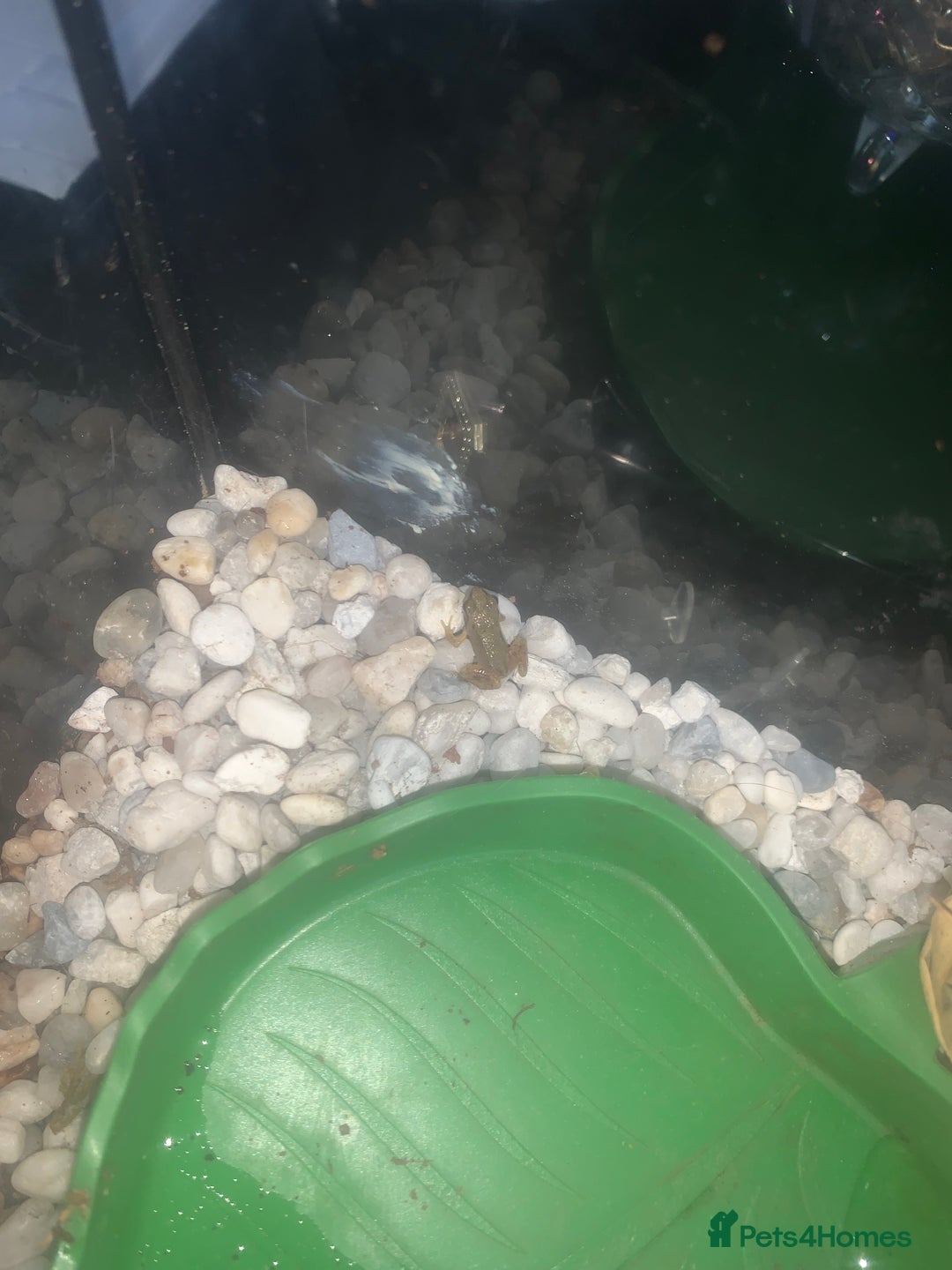 Frog reptiles for sale: Frog for sale  - Image 4