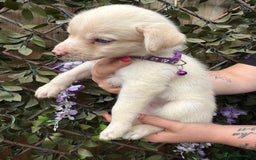 Mixed Breed dogs for sale: Beautiful Puppies looking for their forever home♥️ - Image 16