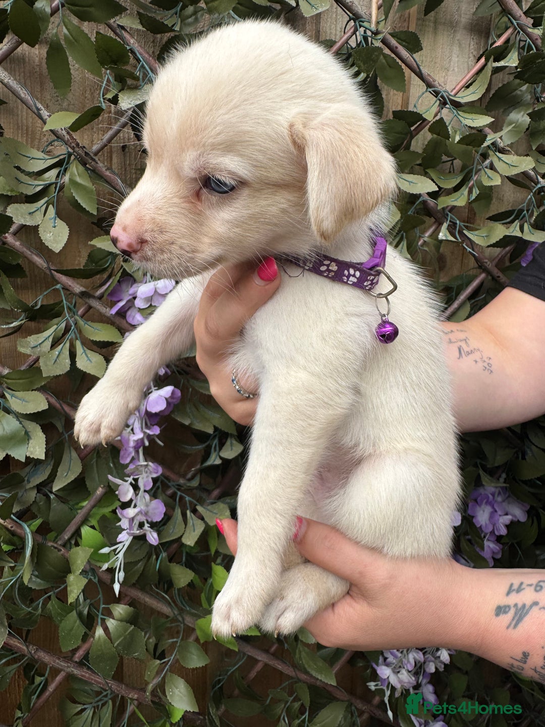 Mixed Breed dogs for sale: Beautiful Puppies looking for their forever home♥️ - Image 16