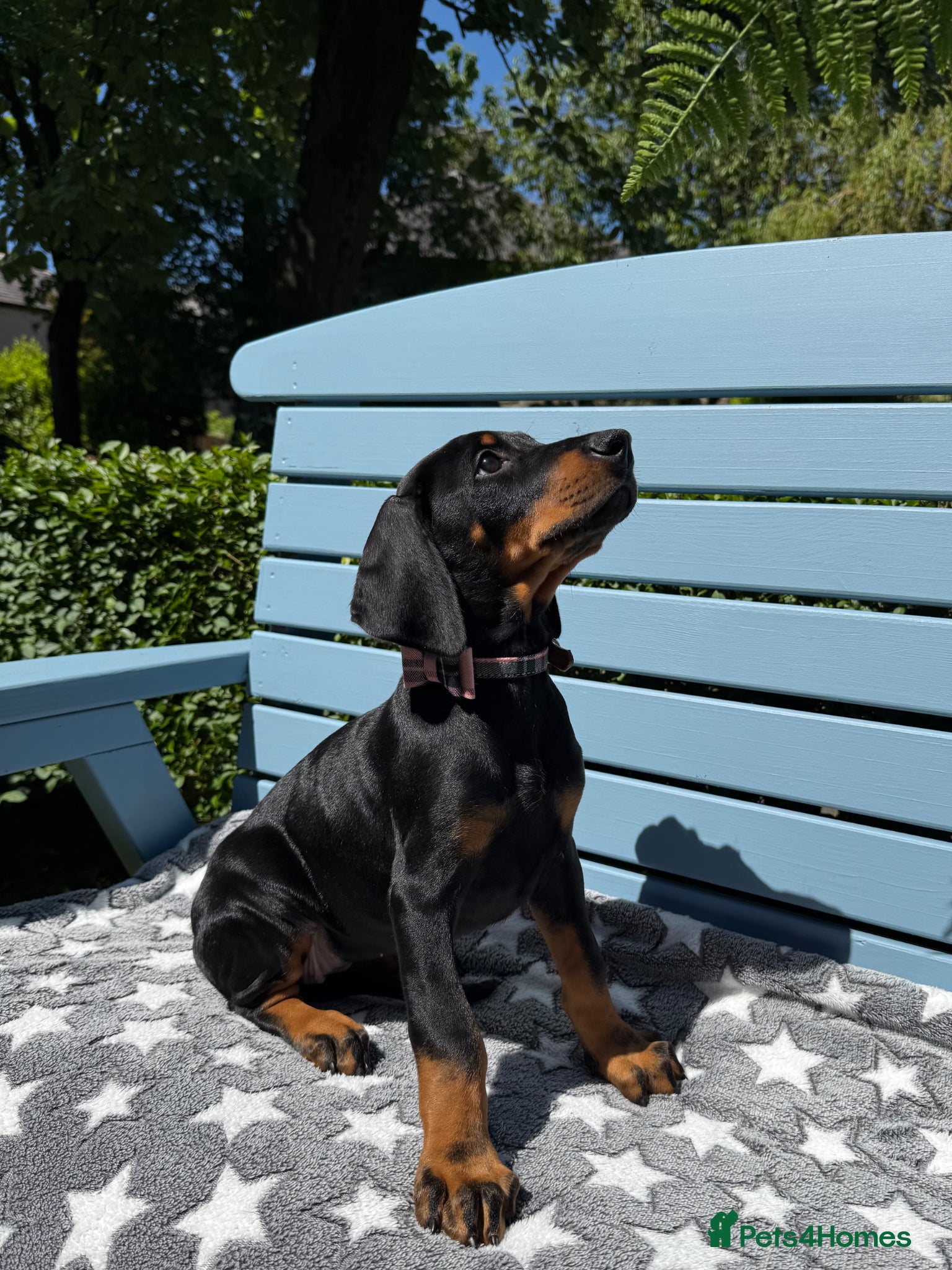 Dobermann dogs Fully health tested, champion lines - Advert 2
