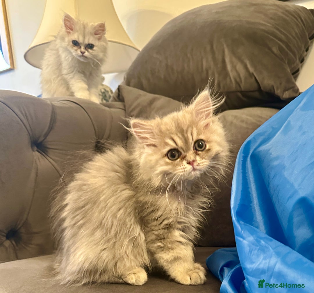 Persian cats for sale: Pure Persian chinchilla kittens  - Image 13