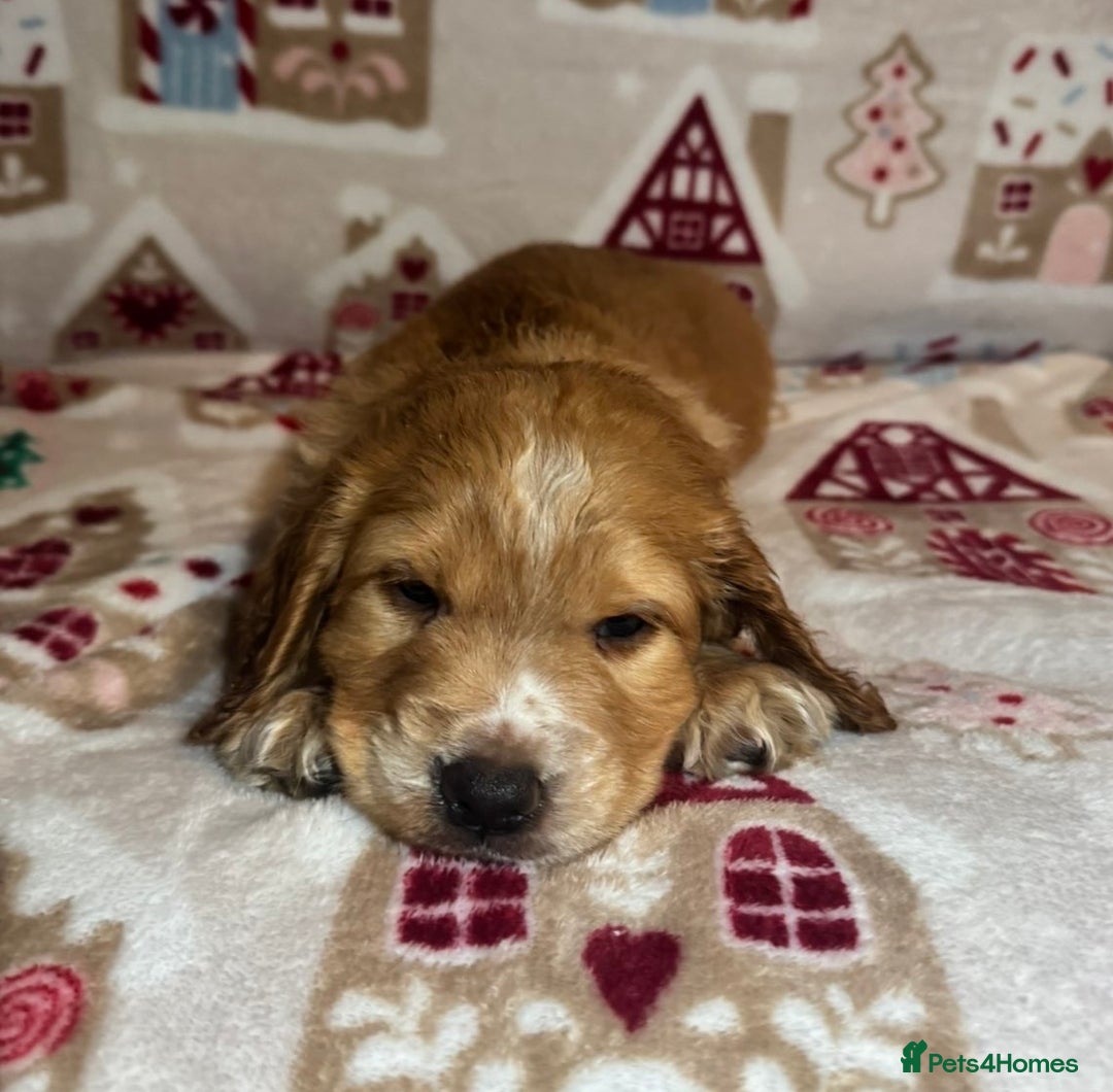 Cocker Spaniel dogs for sale: Beautiful cocker spaniel boys - Advert 2