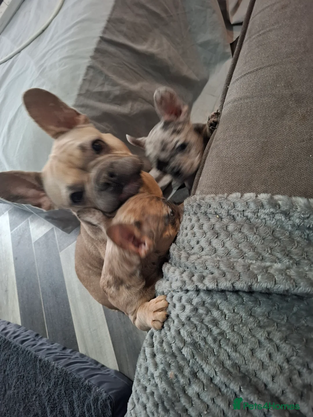 French Bulldog dogs for sale: Kc Registered Merle French Bulldog puppy in Birmingham - Advert 1