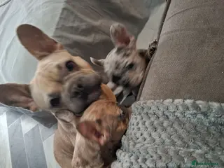 French Bulldog dogs Kc Registered Merle French Bulldog puppy in Birmingham - Advert 5