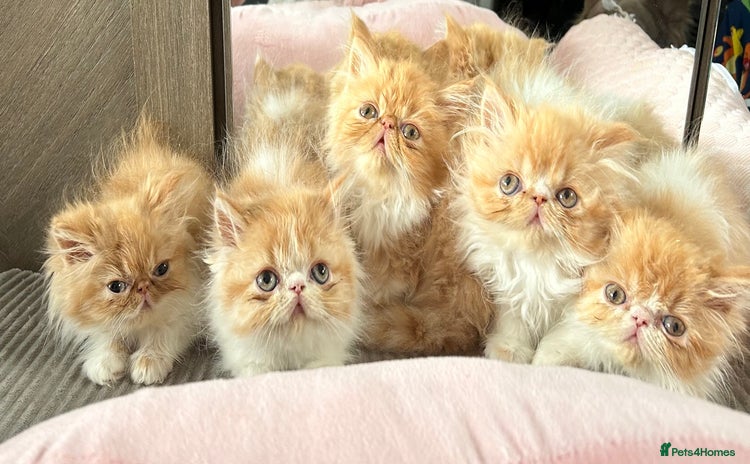 Persian cats - Advert 5