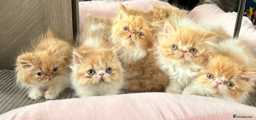 Persian cats for sale: Perfect pure breed Persian kitten 1 left reduced - Image 2