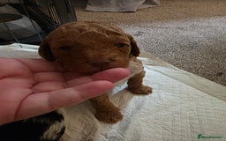 Cockapoo dogs for sale: 3 beautiful f1b cockapoo puppies  - Image 18