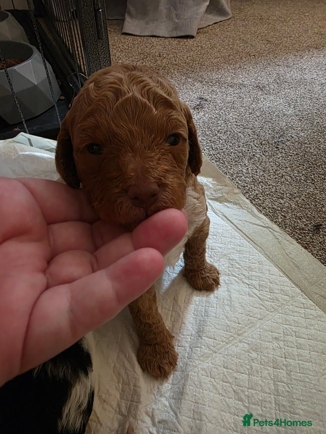 Cockapoo dogs for sale: 3 beautiful f1b cockapoo puppies  - Image 18