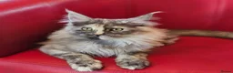 Maine Coon cats for sale: BEAUTIFUL MAINE COON KITTENS FOR SALE - Advert 1