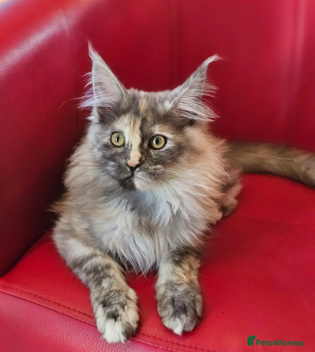 Maine Coon cats for sale: BEAUTIFUL MAINE COON KITTENS FOR SALE - Advert 1