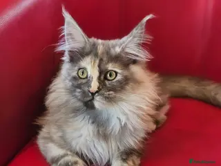 Maine Coon cats BEAUTIFUL MAINE COON KITTENS FOR SALE - Advert 18