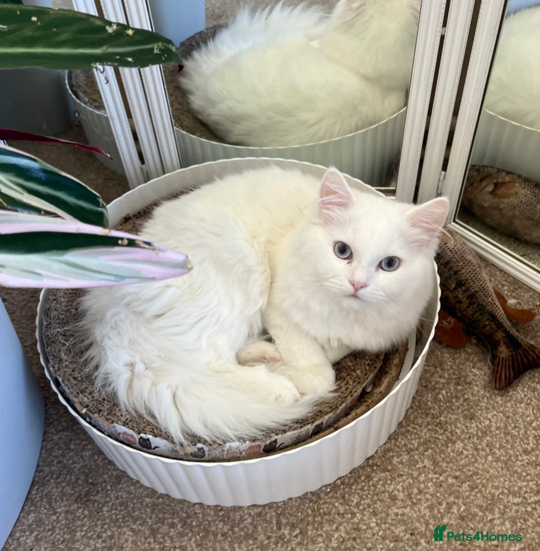 Persian cats for sale: Beautiful Persian ready to go - Image 5