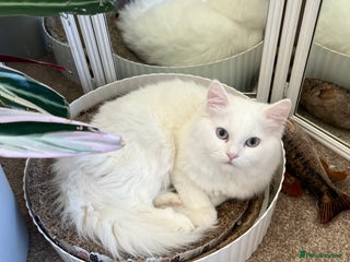 Persian cats - Advert 17