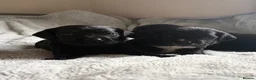 Cockerdor dogs for sale: Beautiful Cockerdor Puppies - Ready Soon in Blackburn - Advert 3