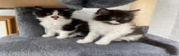 Mixed Breed cats for sale: Kittens for sale  in Peterborough - Advert 1