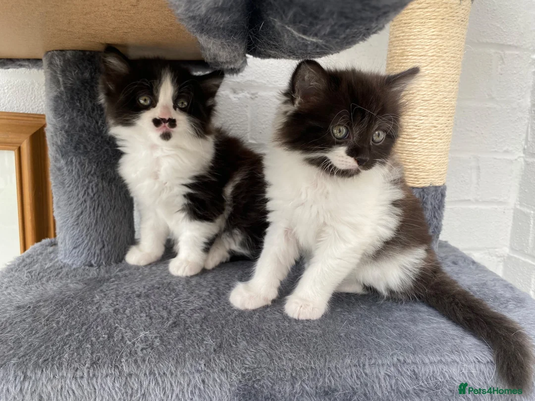 Mixed Breed cats for sale: Kittens for sale  in Peterborough - Advert 1