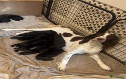 Springador dogs for sale: Springador Puppies - Image 8