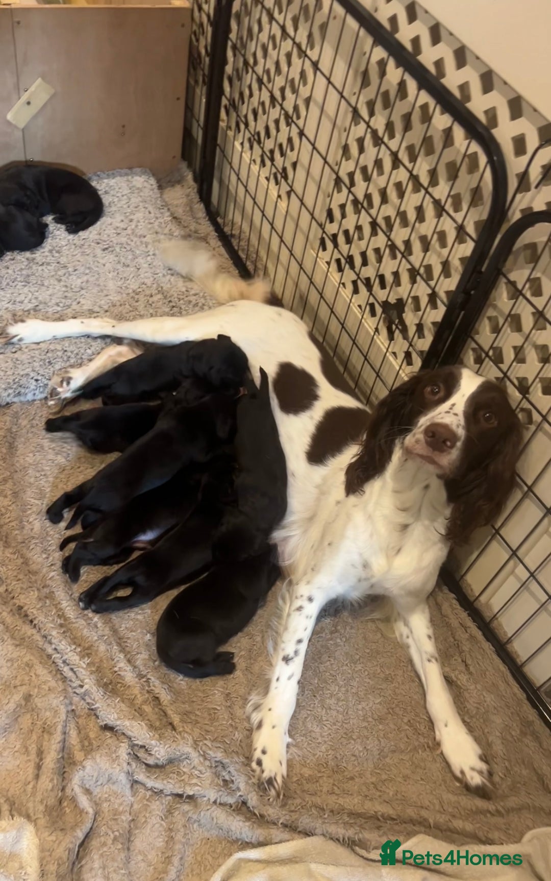 Springador dogs for sale: Springador Puppies - Image 8