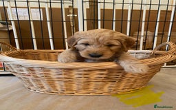 Goldendoodle dogs for sale: Golden doodle puppies ready 12th September  - Image 26