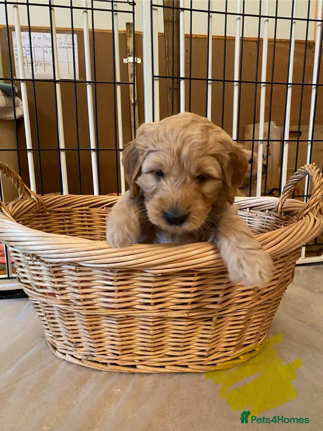 Goldendoodle dogs for sale: Golden doodle puppies ready 12th September  - Image 26