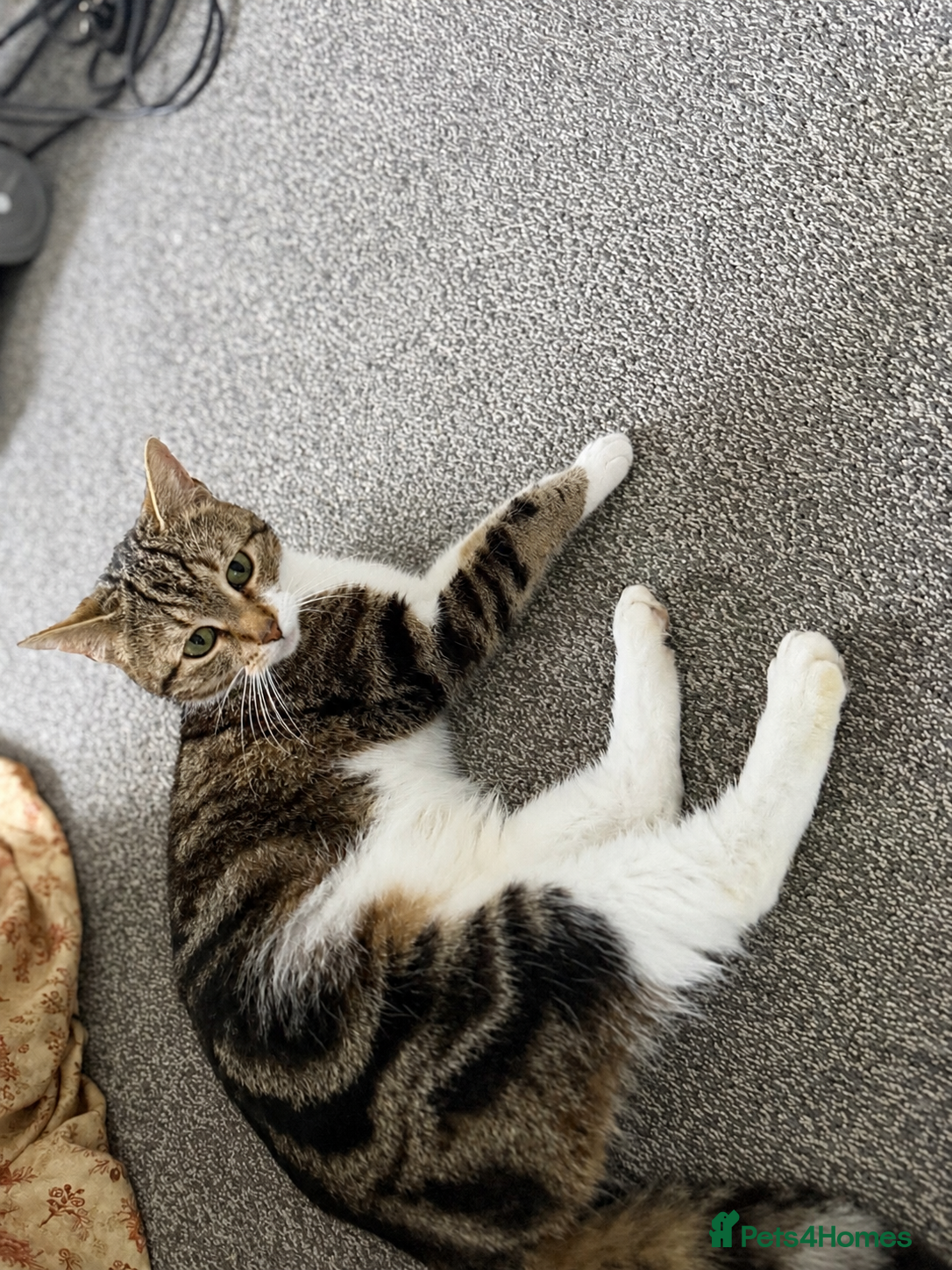 Mixed Breed cats Millie Female 3 Years old Bengal/Mainecoon  - Advert 2
