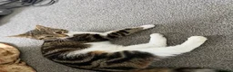 Mixed Breed cats for sale: Millie Female 3 Years old Bengal/Mainecoon  - Advert 1