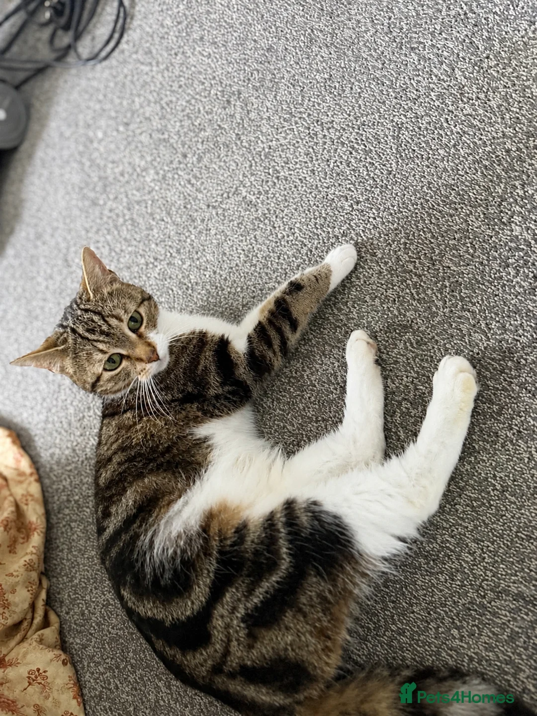Mixed Breed cats for sale: Millie Female 3 Years old Bengal/Mainecoon  - Advert 1