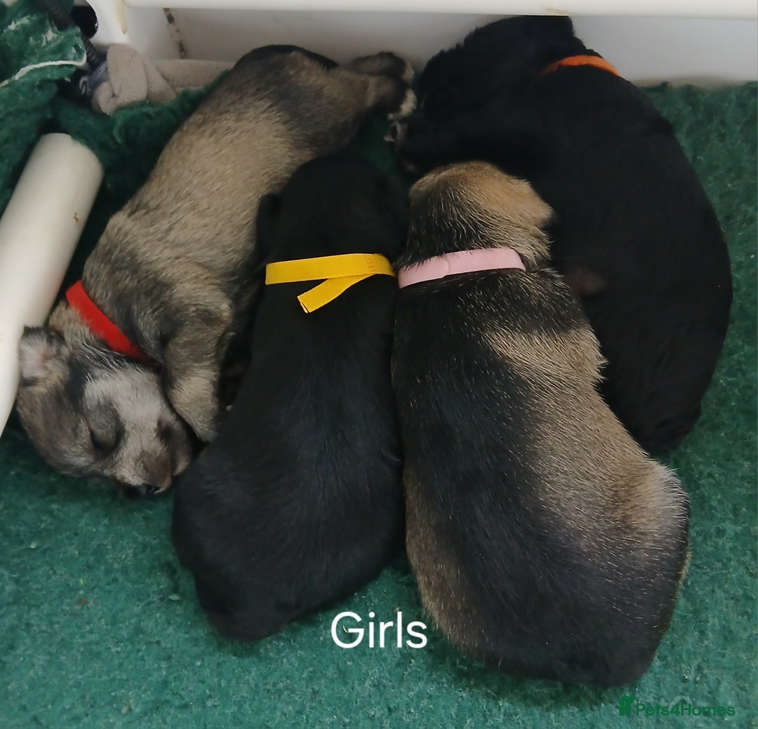 Miniature Schnauzer dogs for sale: Beautiful miniature shnauzers  - Image 9