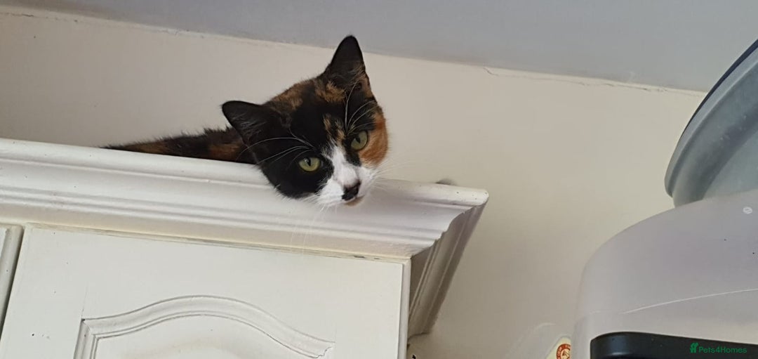 Mixed Breed cats for sale: 5 kittens  - Image 6