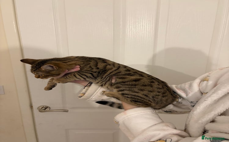 Bengal cats - Advert 6