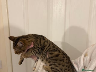 Bengal cats - Advert 4