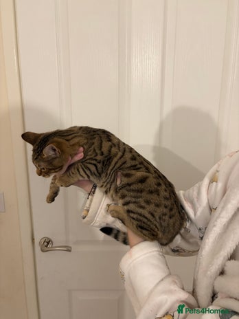 Bengal cats - Advert 6